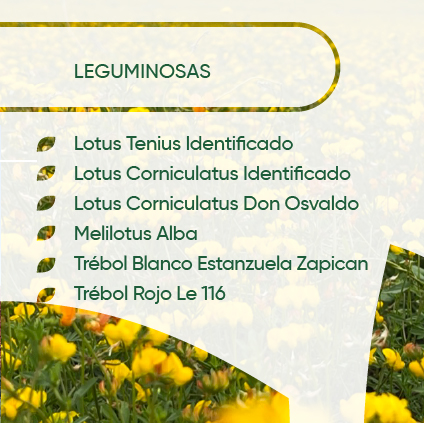 2_CARD_LEGUMINOSAS